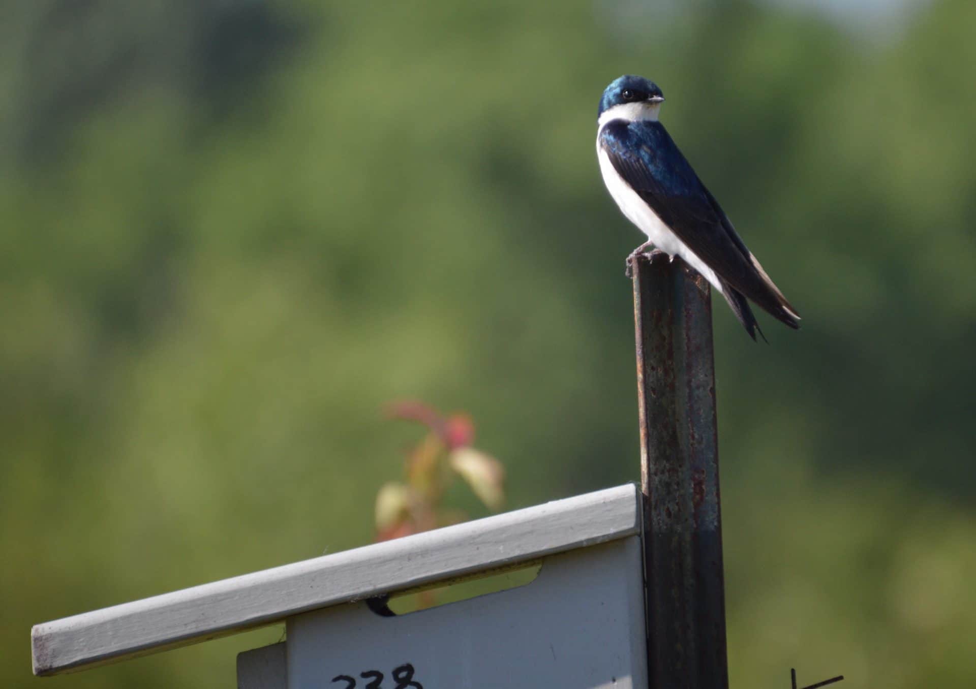 Bird on fence at Campbell Lake Preserve